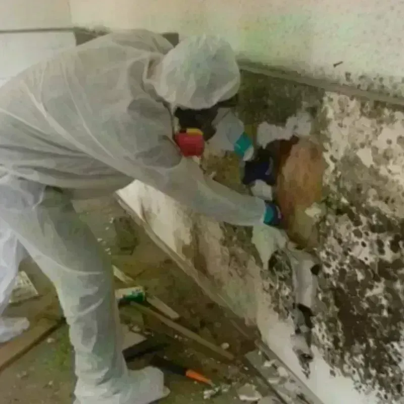 Mold Remediation and Removal in Arcadia, SC